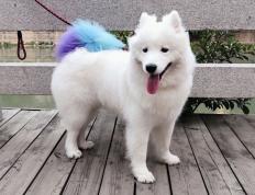 世俱杯参赛资格-战术碾压与个人爆发，日本队以精密布局压制阿根廷，卡瓦哈尔连击奠定胜局