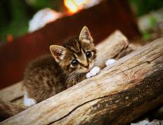 世俱杯参赛资格-超远奔袭绝杀！加克波状态火热，诠释红军铁血精神