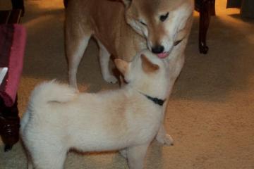 世俱杯赛程-第七夜的神谕