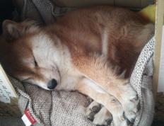 世俱杯-双线激战，东决焦点对决与西班牙贝蒂斯生死战的胜利交响