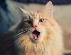 世俱杯决赛-独行侠力克鹈鹕晋级争冠战，拉梅洛·鲍尔关键先生闪耀全场