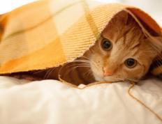 世俱杯2025-暗夜英雄，布鲁诺的制胜一击