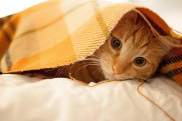 世俱杯2025-暗夜英雄，布鲁诺的制胜一击