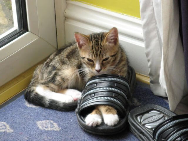 世俱杯时间-拉什福德关键先生显威，阿森纳闪电战速胜德国劲旅