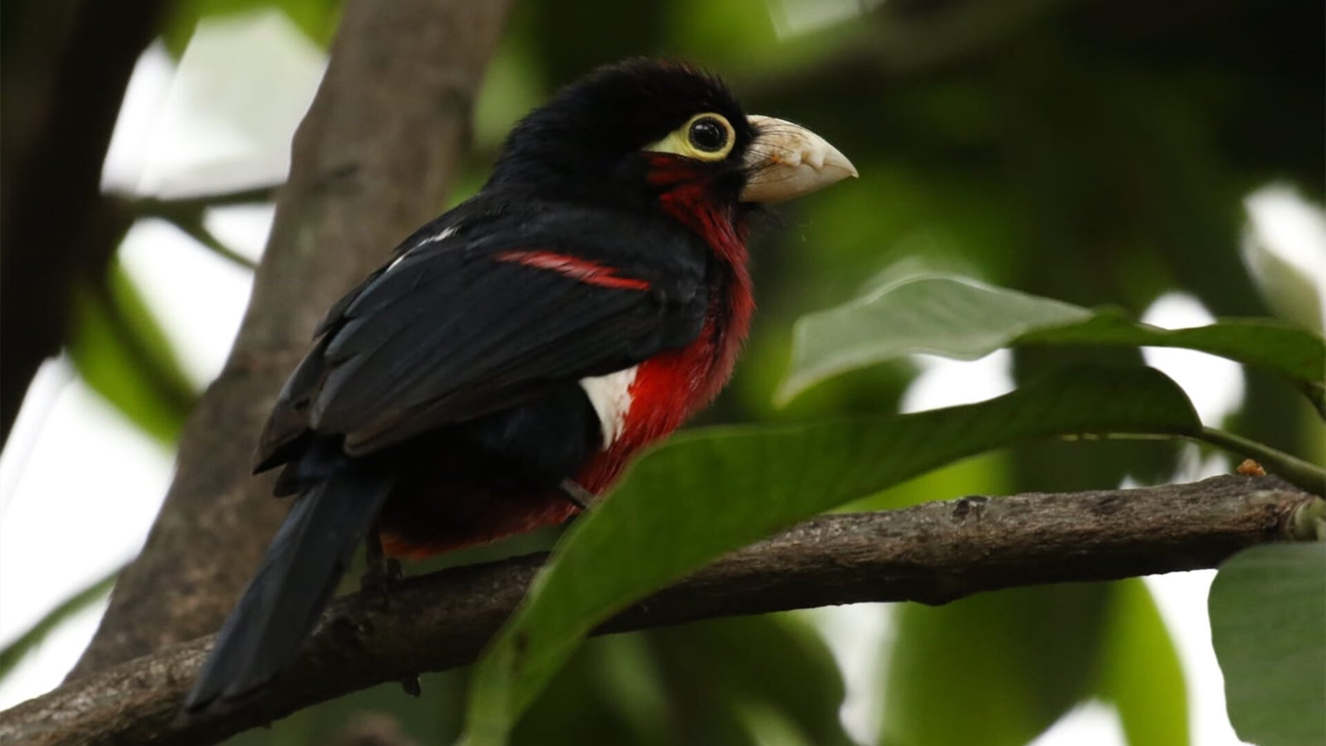 世俱杯决赛-马克西存在感拉满，步行者一波流带走湖人