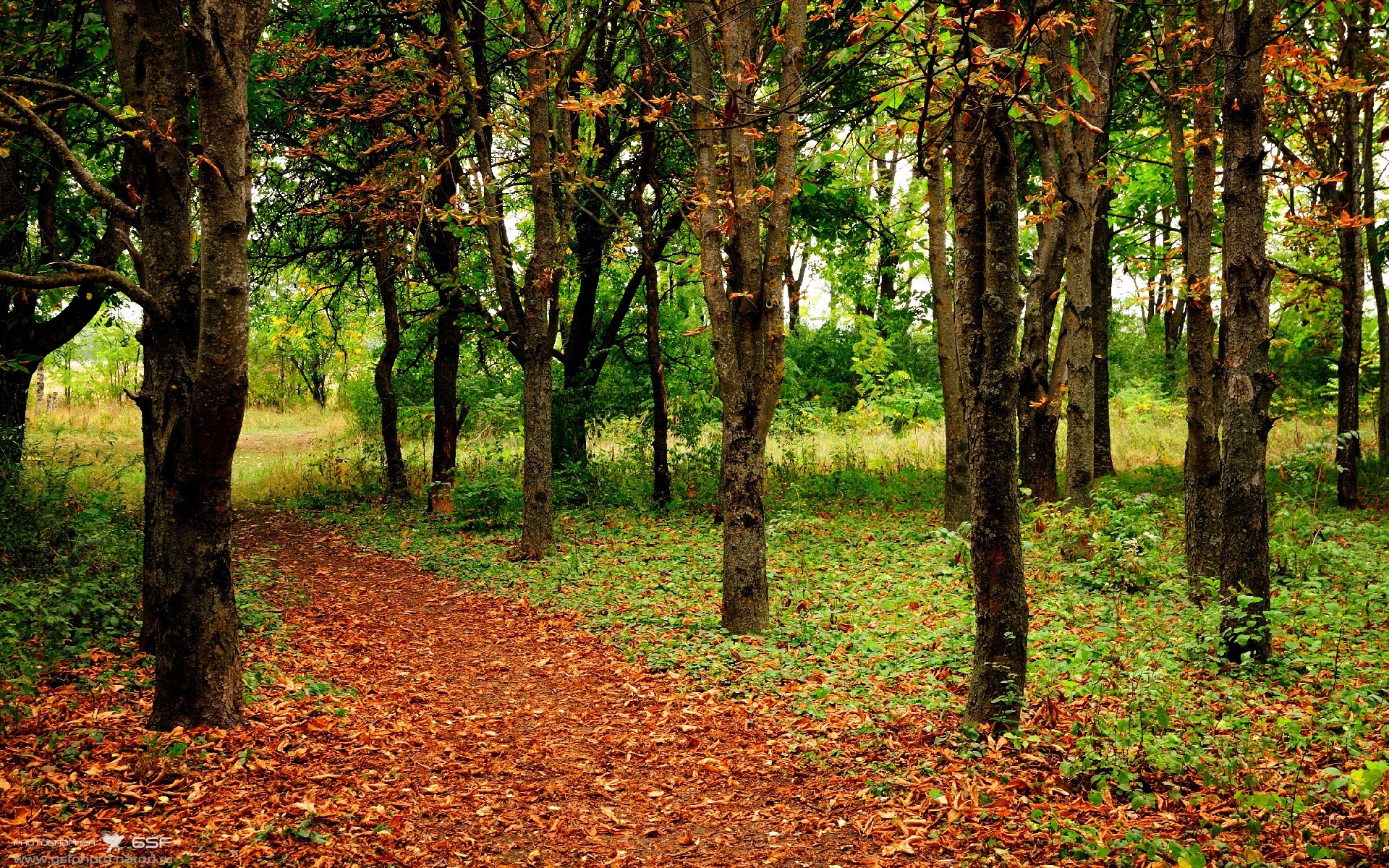 世俱杯决赛-极速对决,东北之巅,辽宁队如何在F1式年度争冠战中击溃吉林队?