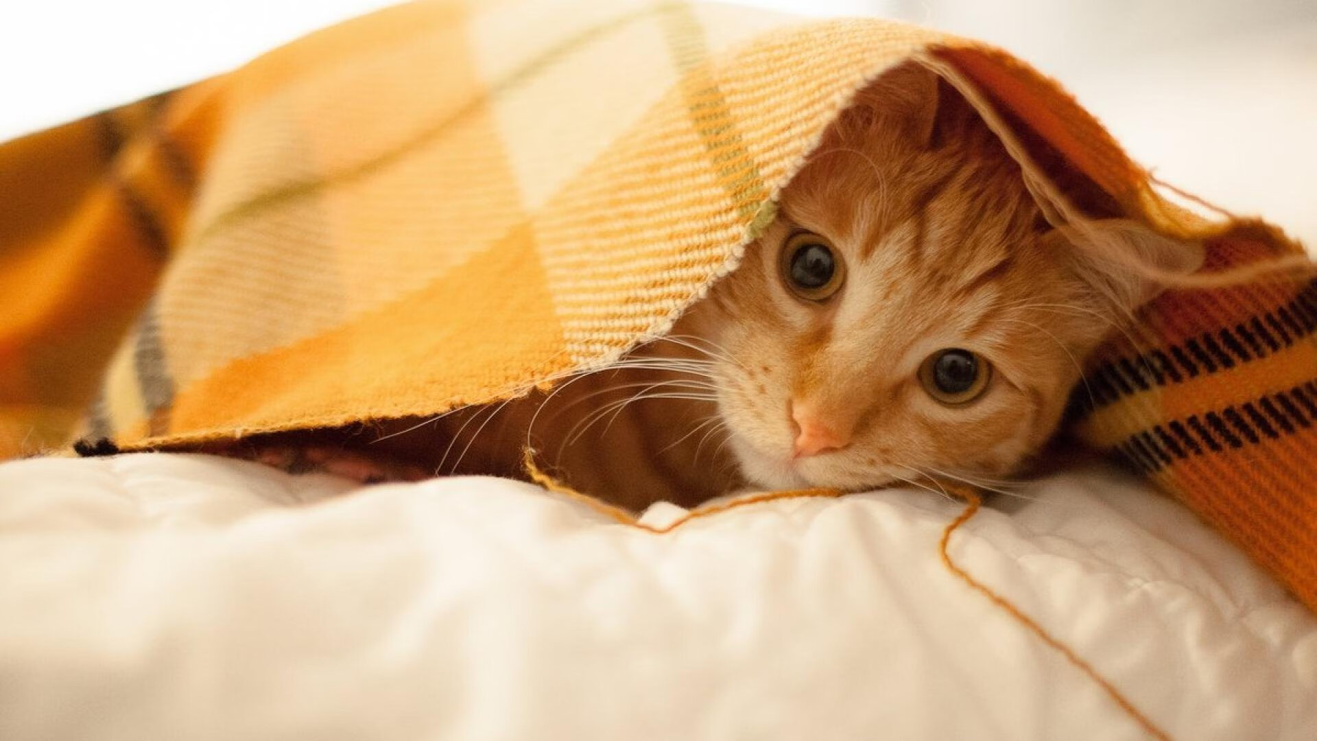 世俱杯改制-欧非对话的绿茵教科书，勒沃库森轻取安哥拉，奥利维耶定义中场艺术