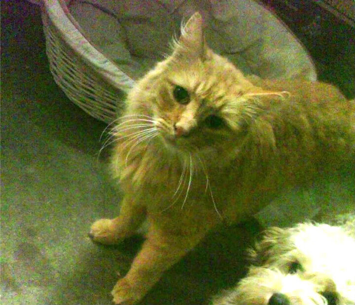 世俱杯奖金-文班亚马暴力封盖终结悬念！奇才屠船记，一场提前到来的视觉革命