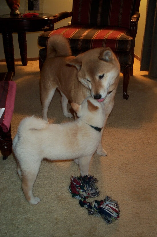 世俱杯赛程-第七夜的神谕