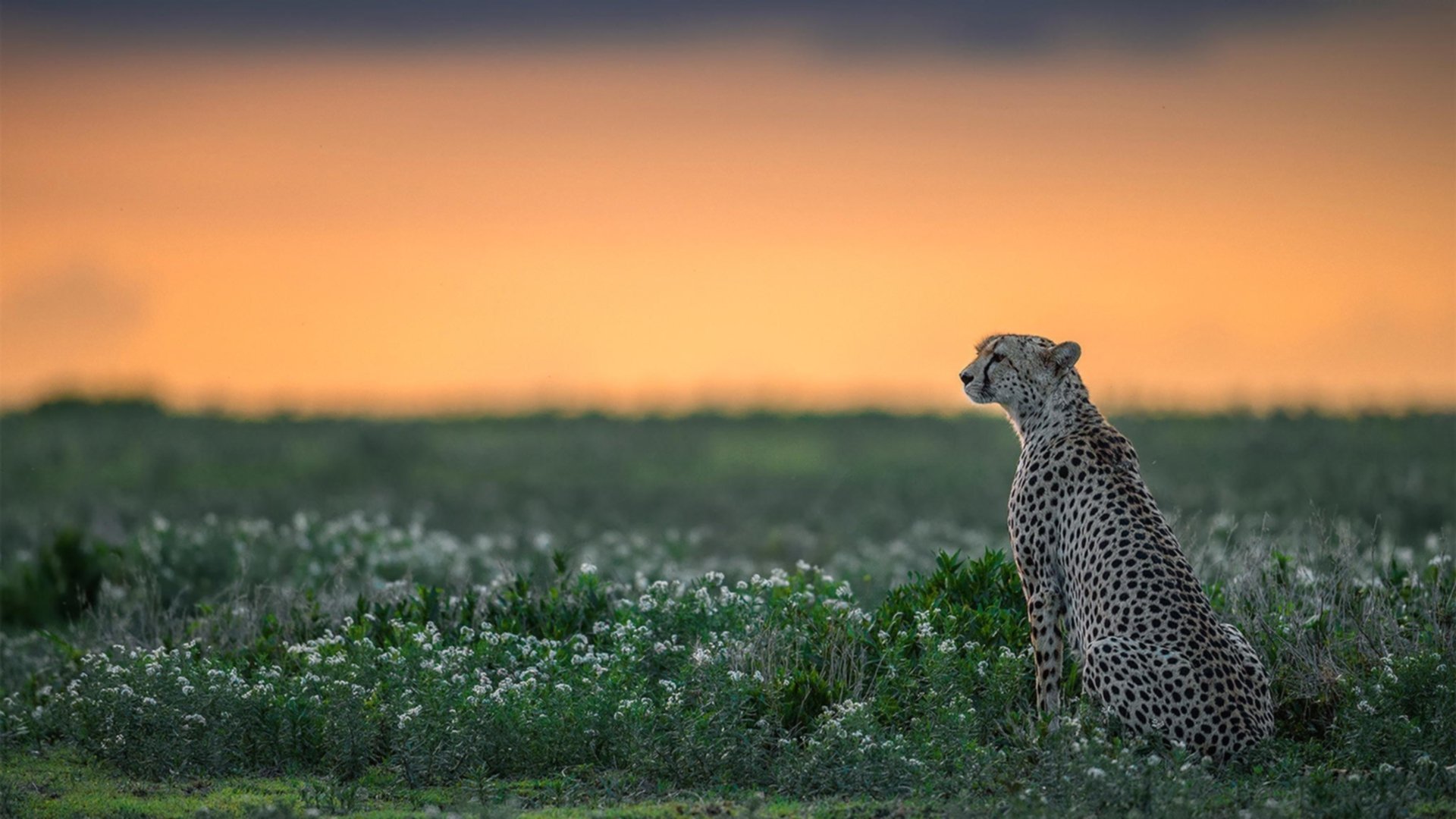 世俱杯分组-深圳队巅峰对决力克山西队,字母哥末节爆发主宰胜负