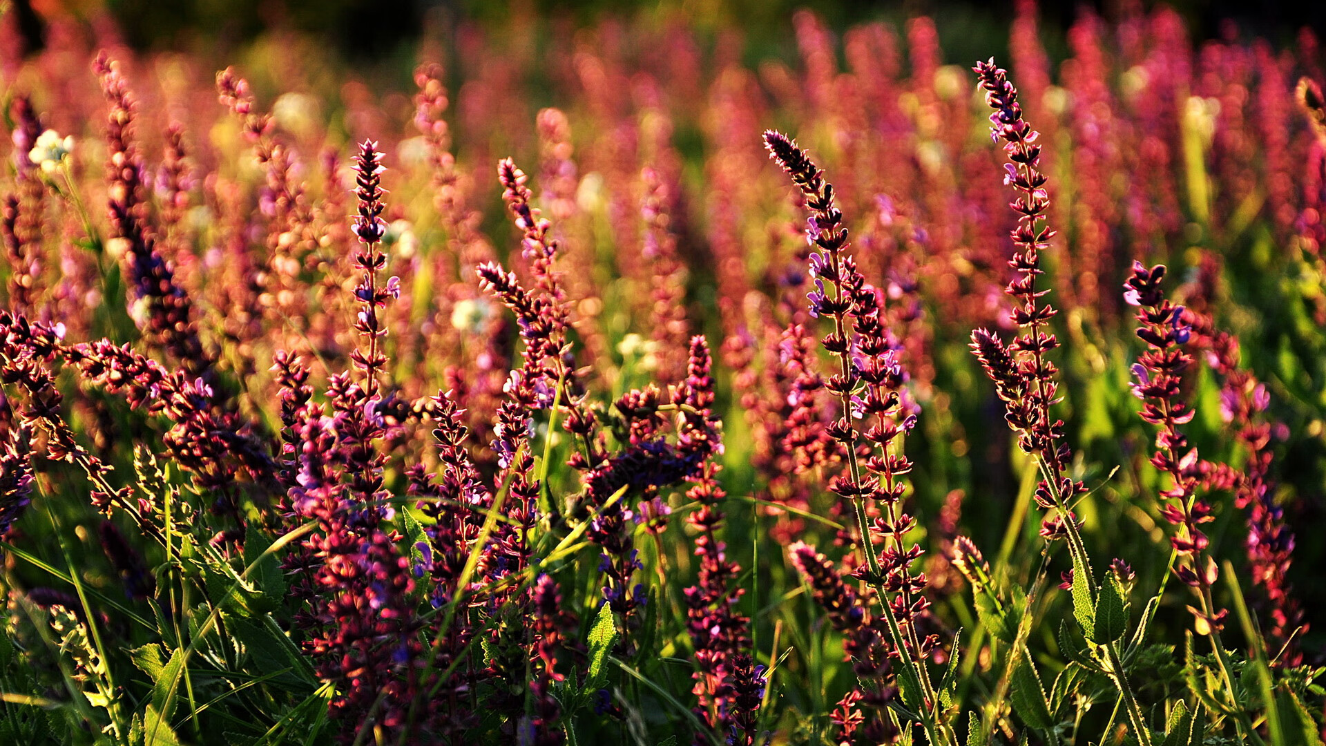 世俱杯时间-久保建英一传一射导演逆转，日本3-1强势拿下丹麦晋级