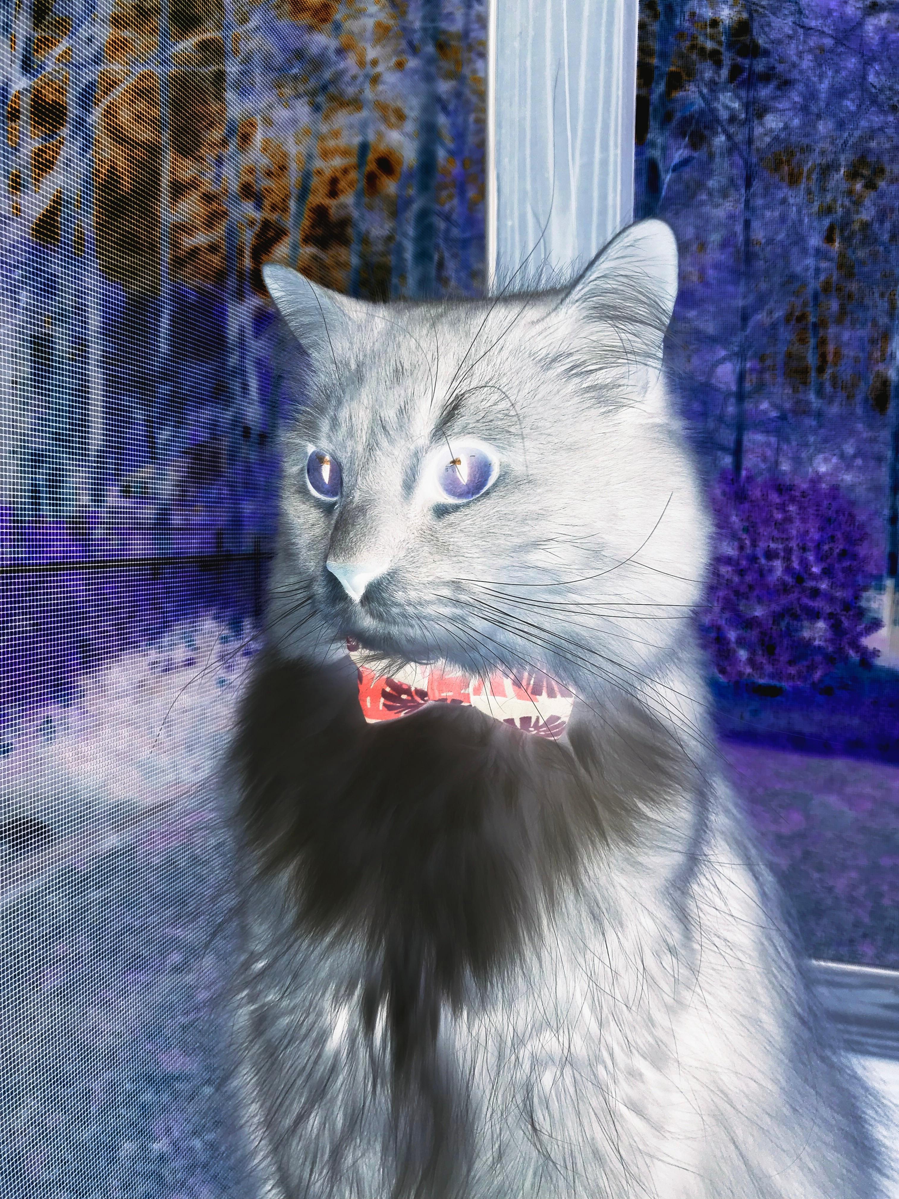 世俱杯奖金-孤木成舟,哈利伯顿扛起全队迎战浙江队