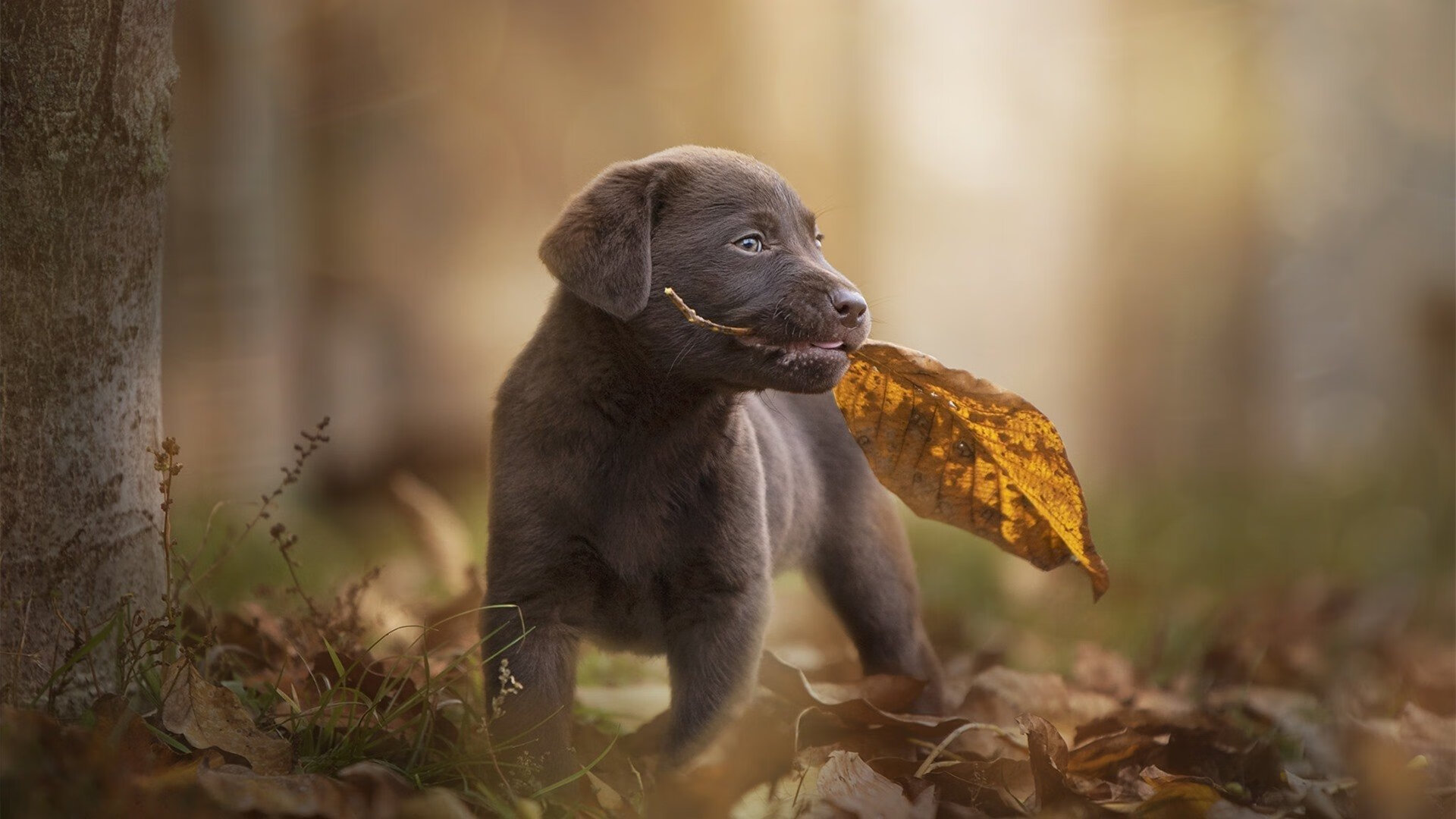 世俱杯赛程-贝蒂斯绝境突围!巴斯托尼一击定乾坤,罗马神话就此终结?