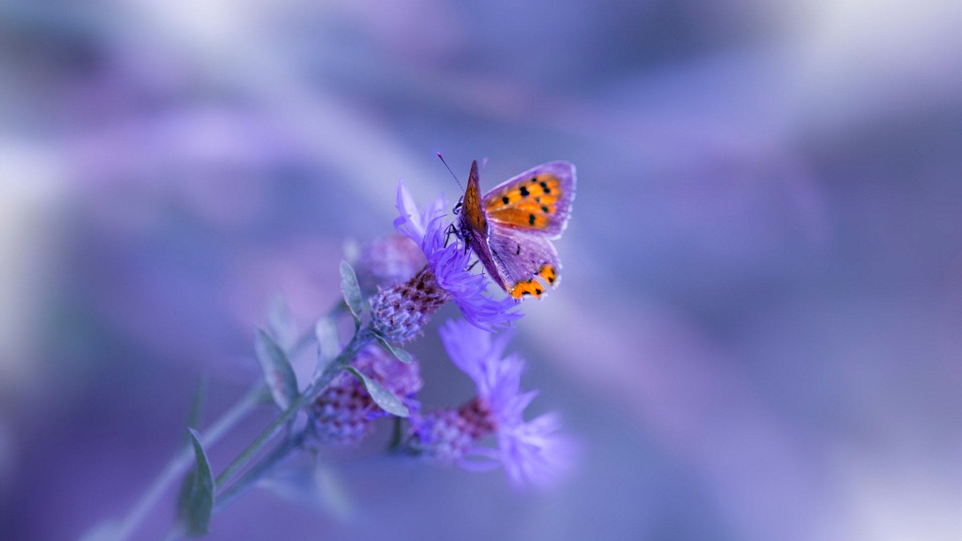 世俱杯参赛资格-浓眉只手遮天，魔术鏖战京城的绝对主宰