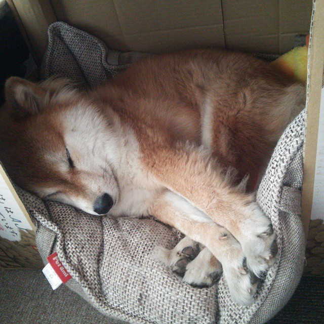 世俱杯-双线激战,东决焦点对决与西班牙贝蒂斯生死战的胜利交响