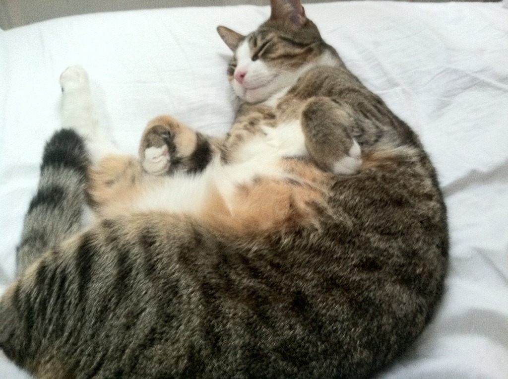 世俱杯-跨越大洋的激情,NBA总决赛焦点战与曼联生死战取胜爱尔兰的体育盛宴