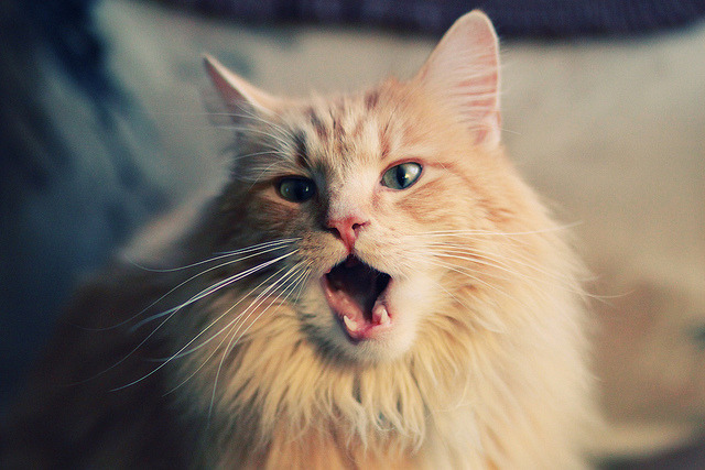 世俱杯决赛-独行侠力克鹈鹕晋级争冠战,拉梅洛·鲍尔关键先生闪耀全场