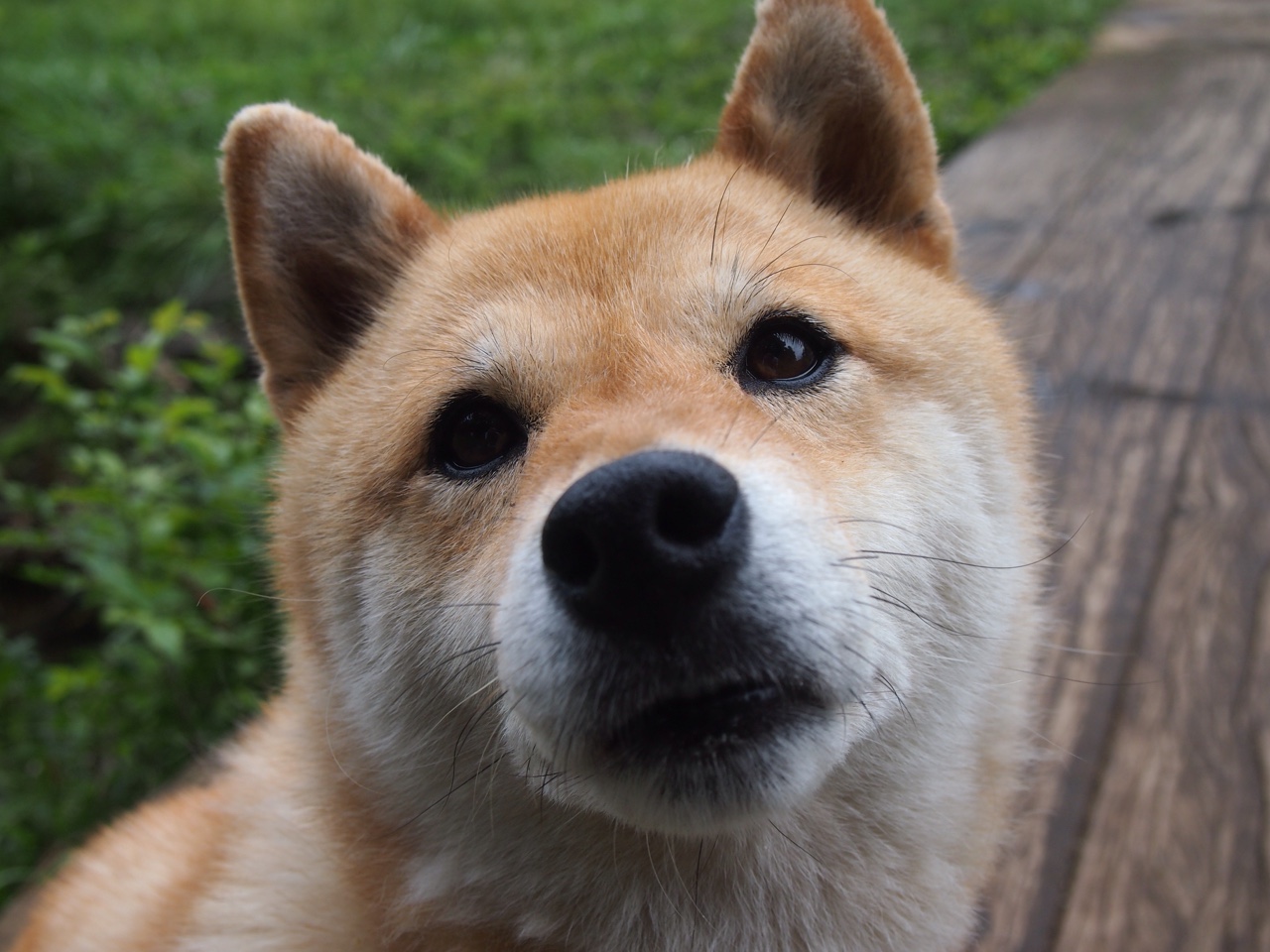 世俱杯-当长白之鹰遇见密西西比水鸟，恩比德的山，横亘于两个世界之间